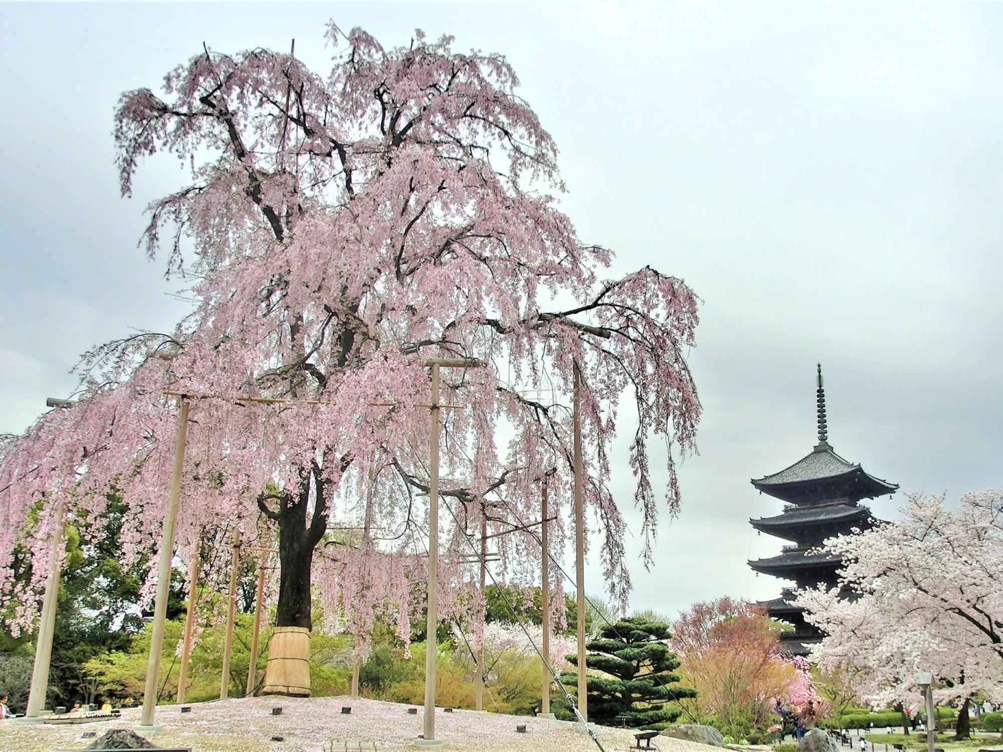 Stay Sakura Kyoto Higashi Hongan-Ji I Eksteriør bilde